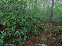 南阿巴拉契亞北部紅橡樹森林(常綠灌木類型)— CEGL 007299 南阿巴拉契亞北部紅橡樹森林(常綠灌木類型)— CEGL 007299