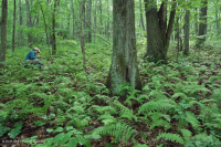 南阿巴拉契亞北部紅橡樹森林(落葉灌木類型)— CEGL 007300 南阿巴拉契亞北部紅橡樹森林(落葉灌木類型)— CEGL 007300