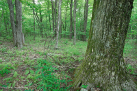 南阿巴拉契亞北部紅橡樹森林(落葉灌木類型)— CEGL 007300 南阿巴拉契亞北部紅橡樹森林(落葉灌木類型)— CEGL 007300