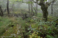 南阿巴拉契亞北部紅橡樹森林(落葉灌木類型)— CEGL 007300 南阿巴拉契亞北部紅橡樹森林(落葉灌木類型)— CEGL 007300