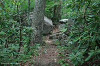 南阿巴拉契亞北部紅橡樹森林(常綠灌木類型)— CEGL 007299 南阿巴拉契亞北部紅橡樹森林(常綠灌木類型)— CEGL 007299