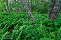 中阿巴拉契亞北部紅橡樹森林 — CEGL 008506 中阿巴拉契亞北部紅橡樹森林 — CEGL 008506