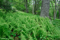 中阿巴拉契亞北部紅橡樹森林 — CEGL 008506 中阿巴拉契亞北部紅橡樹森林 — CEGL 008506