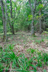 中阿巴拉契亞北部紅橡樹森林 — CEGL 008506 中阿巴拉契亞北部紅橡樹森林 — CEGL 008506