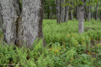 中阿巴拉契亞北部紅橡樹森林 — CEGL 008506 中阿巴拉契亞北部紅橡樹森林 — CEGL 008506