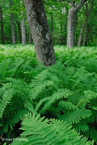 中阿巴拉契亞北部紅橡樹森林 — CEGL 008506 中阿巴拉契亞北部紅橡樹森林 — CEGL 008506
