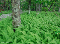中阿巴拉契亞北部紅橡樹森林 — CEGL 008506 中阿巴拉契亞北部紅橡樹森林 — CEGL 008506