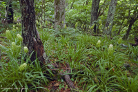 中阿巴拉契亞北部紅橡樹森林 — CEGL 008506 中阿巴拉契亞北部紅橡樹森林 — CEGL 008506