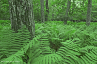 中阿巴拉契亞北部紅橡樹森林 — CEGL 008506 中阿巴拉契亞北部紅橡樹森林 — CEGL 008506