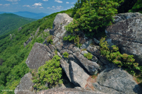 中阿巴拉契亞高海峽荒涼/人行道 — CEGL 003939 中阿巴拉契亞高海峽荒涼/人行道 — CEGL 003939