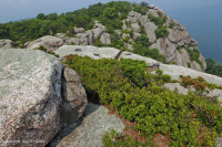 中阿巴拉契亞高海峽荒涼/人行道 — CEGL 003939 中阿巴拉契亞高海峽荒涼/人行道 — CEGL 003939