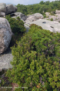 中阿巴拉契亞高海峽荒涼/人行道 — CEGL 003939 中阿巴拉契亞高海峽荒涼/人行道 — CEGL 003939