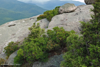 中阿巴拉契亞高海峽荒涼/人行道 — CEGL 003939 中阿巴拉契亞高海峽荒涼/人行道 — CEGL 003939