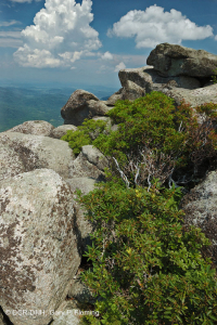 中阿巴拉契亞高海峽荒涼/人行道 — CEGL 003939 中阿巴拉契亞高海峽荒涼/人行道 — CEGL 003939