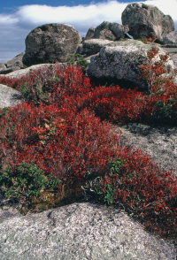 中阿巴拉契亞高海峽荒涼/人行道 — CEGL 003939 中阿巴拉契亞高海峽荒涼/人行道 — CEGL 003939