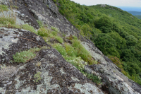 阿帕拉契亞中部高海峽荒涼/人行道-CEGL 003939 阿帕拉契亞中部高海峽荒涼/人行道-CEGL 003939