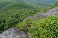 阿帕拉契亞中部高海峽荒涼/人行道-CEGL 003939 阿帕拉契亞中部高海峽荒涼/人行道-CEGL 003939