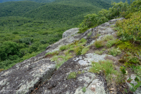 阿帕拉契亞中部高海峽荒涼/人行道-CEGL 003939 阿帕拉契亞中部高海峽荒涼/人行道-CEGL 003939