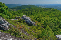 阿帕拉契亞中部高海峽荒涼/人行道-CEGL 003939 阿帕拉契亞中部高海峽荒涼/人行道-CEGL 003939