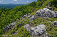 阿帕拉契亞中部高海峽荒涼/人行道-CEGL 003939 阿帕拉契亞中部高海峽荒涼/人行道-CEGL 003939