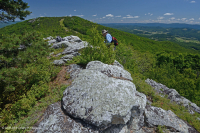 阿帕拉契亞中部高海峽荒涼/人行道-CEGL 003939 阿帕拉契亞中部高海峽荒涼/人行道-CEGL 003939