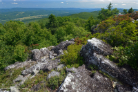 阿帕拉契亞中部高海峽荒涼/人行道-CEGL 003939 阿帕拉契亞中部高海峽荒涼/人行道-CEGL 003939