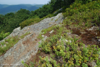 高海拔脫落的荒野 (黑褐莓火焰/變形型) — CEGL 008508 高海拔脫落的荒野 (黑褐莓火焰/變形型) — CEGL 008508