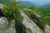 高海拔脫落的荒野 (黑褐莓火焰/變形型) — CEGL 008508 高海拔脫落的荒野 (黑褐莓火焰/變形型) — CEGL 008508