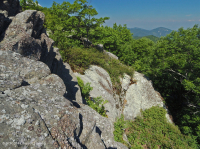 高海拔脫落的荒野 (黑褐莓火焰/變形型) — CEGL 008508 高海拔脫落的荒野 (黑褐莓火焰/變形型) — CEGL 008508
