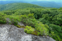 高海拔脫落的荒野 (黑褐莓火焰/變形型) — CEGL 008508 高海拔脫落的荒野 (黑褐莓火焰/變形型) — CEGL 008508