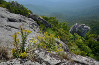 高海拔脫落的荒野 (黑褐莓火焰/變形型) — CEGL 008508 高海拔脫落的荒野 (黑褐莓火焰/變形型) — CEGL 008508