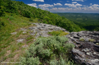 南藍嶺高海拔馬菲克荒原 — CEGL 004283 南藍嶺高海拔馬菲克荒原 — CEGL 004283