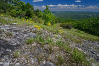 南藍嶺高海拔馬菲克荒原 — CEGL 004283 南藍嶺高海拔馬菲克荒原 — CEGL 004283