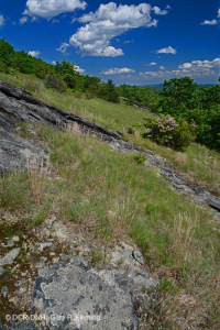 南藍嶺高海拔馬菲克荒原 — CEGL 004283 南藍嶺高海拔馬菲克荒原 — CEGL 004283