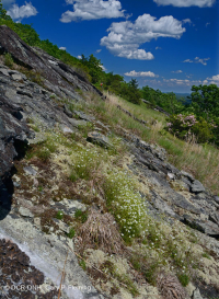 高海拔脫落荒野(綠色沙草火 / 變形型)— CEGL 008509 高海拔脫落荒野(綠色沙草火 / 變形型)— CEGL 008509