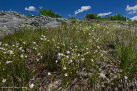 高海拔脫落荒野(綠色沙草火 / 變形型)— CEGL 008509 高海拔脫落荒野(綠色沙草火 / 變形型)— CEGL 008509
