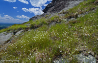 高海拔脫落荒野(綠色沙草火 / 變形型)— CEGL 008509 高海拔脫落荒野(綠色沙草火 / 變形型)— CEGL 008509