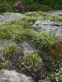 高海拔脫落荒野(綠色沙草火 / 變形型)— CEGL 008509 高海拔脫落荒野(綠色沙草火 / 變形型)— CEGL 008509
