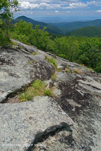 高海拔脫落荒野(綠色沙草火 / 變形型)-CEGL 008509 高海拔脫落荒野(綠色沙草火 / 變形型)-CEGL 008509