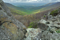 高海拔綠石荒野 — CEGL 008536 高海拔綠石荒野 — CEGL 008536