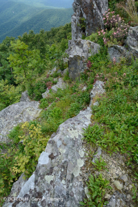 高海拔綠石荒野 — CEGL 008536 高海拔綠石荒野 — CEGL 008536