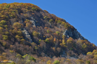 高海拔綠石荒野-CEGL 008536 高海拔綠石荒野-CEGL 008536