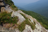 高海拔綠石荒野 — CEGL 008536 高海拔綠石荒野 — CEGL 008536