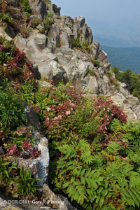 高海拔綠石荒野 — CEGL 008536 高海拔綠石荒野 — CEGL 008536