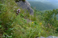 高海拔綠石荒野 — CEGL 008536 高海拔綠石荒野 — CEGL 008536