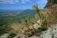 高海拔綠石荒野 — CEGL 008536 高海拔綠石荒野 — CEGL 008536