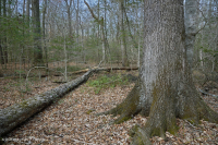 南部海岸平原梅西克混合硬木森林 ~ CEGL 007211 南部海岸平原梅西克混合硬木森林 ~ CEGL 007211