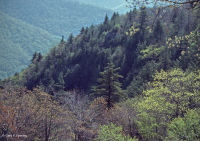 阿巴拉契亞麻雀-北部硬木森林 — CEGL 006639 阿巴拉契亞麻雀-北部硬木森林 — CEGL 006639