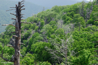 阿巴拉契亞麻雀-北部硬木森林 — CEGL 006639 阿巴拉契亞麻雀-北部硬木森林 — CEGL 006639
