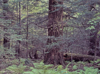 阿巴拉契亞麻雀-北部硬木森林 — CEGL 006639 阿巴拉契亞麻雀-北部硬木森林 — CEGL 006639